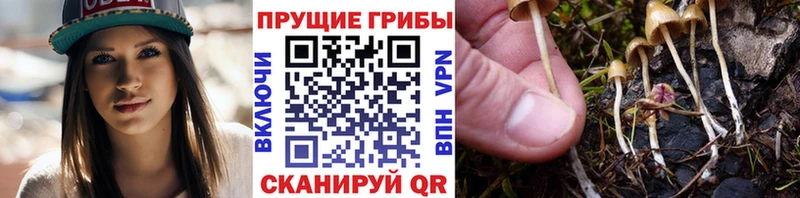 Псилоцибиновые грибы Psilocybe  Светогорск 